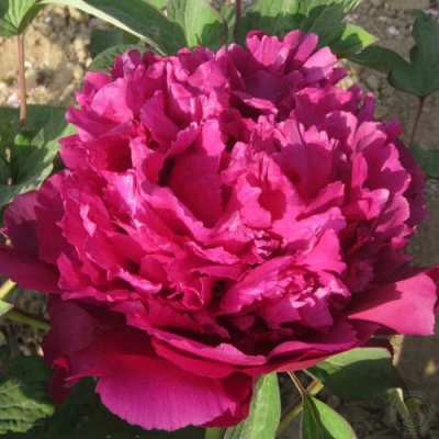 Пион ТАЙНАЯ СТРАСТЬ древовидный в Мурманске