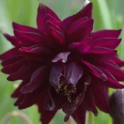 Аквилегия БАРЛОУ БОРДО обыкновенная в Мурманске