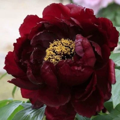 Пион ПОЛНОЧЬ древовидный в Мурманске