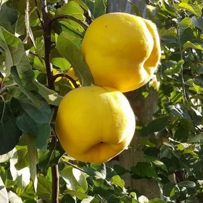 Айва МАРИЯ в Мурманске
