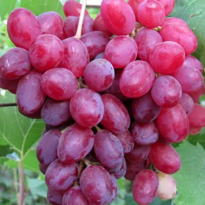 Виноград КИШМИШ ВЕЛЕС в Мурманске
