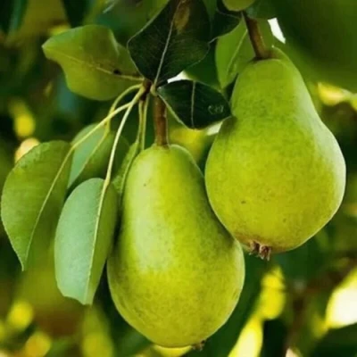 Груша СЕВЕРЯНКА колонновидная в Мурманске