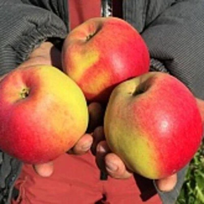 Яблоня СОКОЛОВСКОЕ стелющаяся в Мурманске