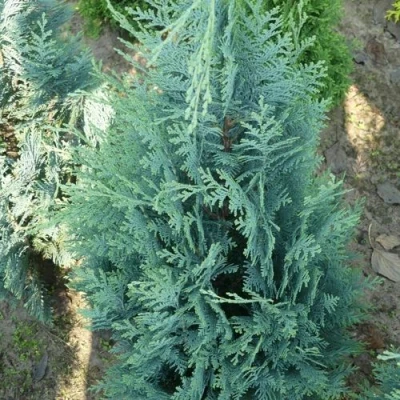 Кипарисовик КОЛУМНАРИС лавсона в Мурманске