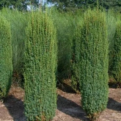 Можжевельник ХИБЕРНИКА обыкновенный в Мурманске