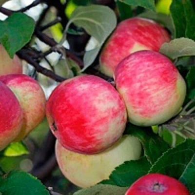 Яблоня СЕРЕБРЯНОЕ КОПЫТЦЕ в Мурманске