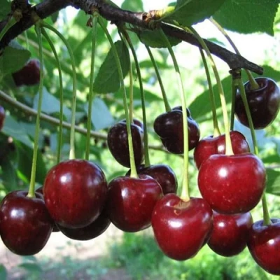 Вишня БЫСТРИНКА в Мурманске