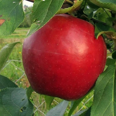 Яблоня РЕДФРИ в Мурманске