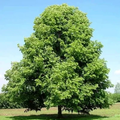 Липа мелколистная в Мурманске