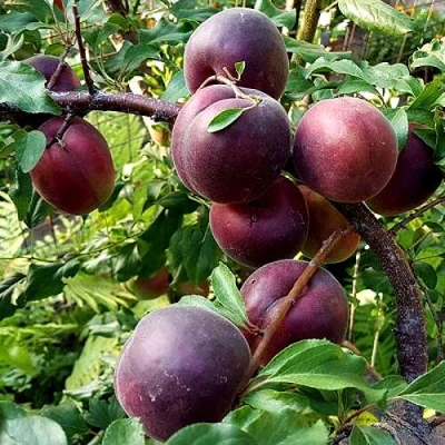 Шарафуга БЕЛЛА РОЯЛЬ в Мурманске