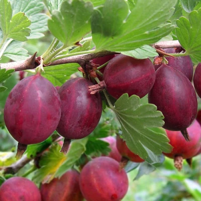 Крыжовник ХИННОМАКИ РОТ в Мурманске