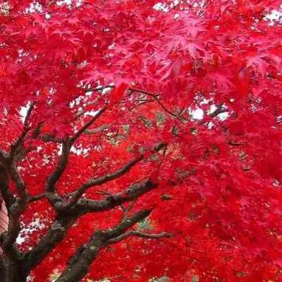 Клен гиннала  в Мурманске