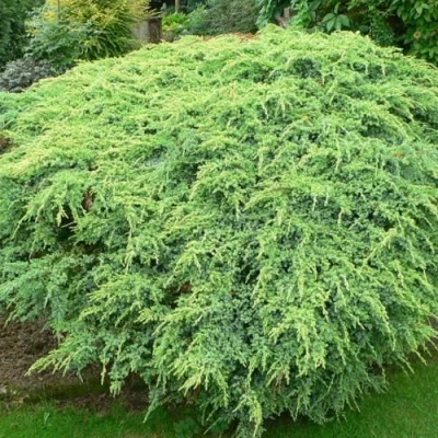 Можжевельник ХОЛГЕР чешуйчатый в Мурманске