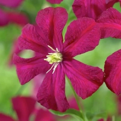 Клематис МАДАМ ДЖУЛИЯ КОРРЕВОН в Мурманске