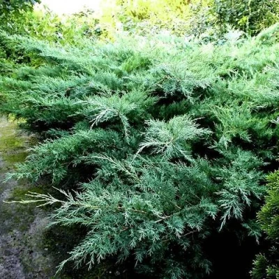Можжевельник ПФИТЦЕРИАНА ГЛАУКА средний в Мурманске
