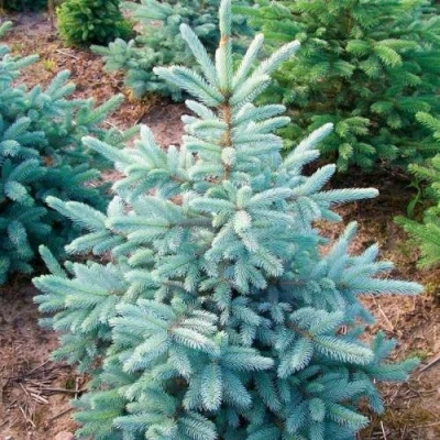 Ель КЕЙБАБ колючая в Мурманске