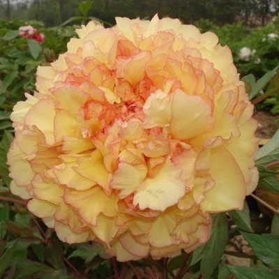 Пион ЗОЛОТАЯ РОССЫПЬ древовидный в Мурманске