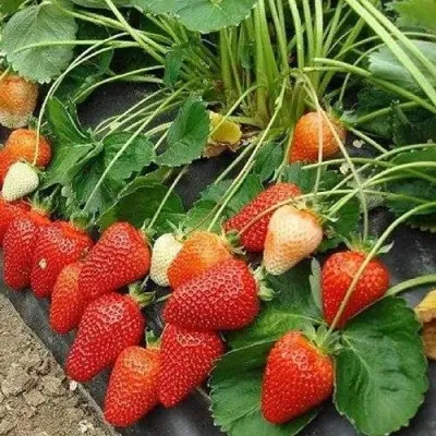 Клубника РОКСАНА в Мурманске