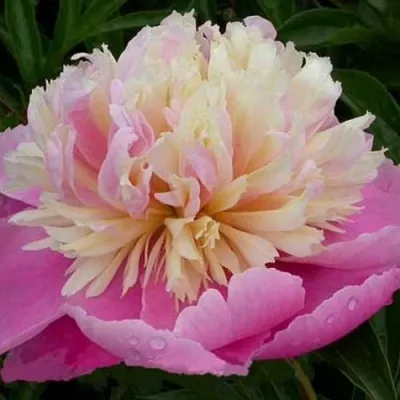 Пион ВЕСЕННЯЯ ПАЛИТРА травянистый в Мурманске