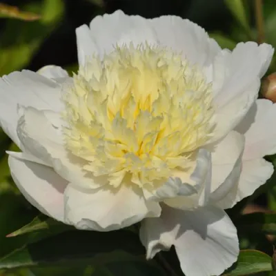 Пион ЗОЛОТАЯ ШПИЛЬКА травянистый в Мурманске