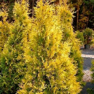 Туя ЕВРОПА ГОЛД западная в Мурманске