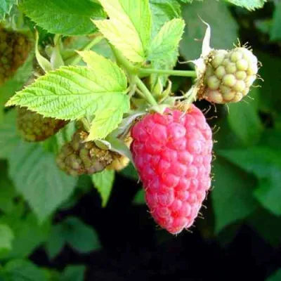 Малина ПАТРИЦИЯ в Мурманске