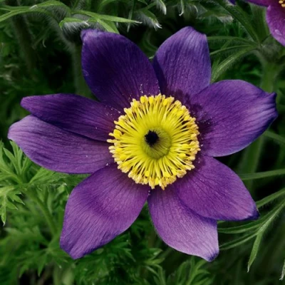 Прострел ПИНВИЛ БЛЮ ШЕЙДЕС в Мурманске