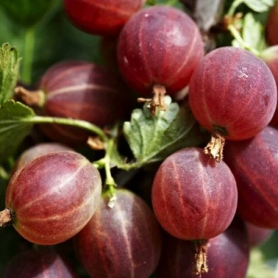 Крыжовник ХИННОМАКИ РОТ в Мурманске