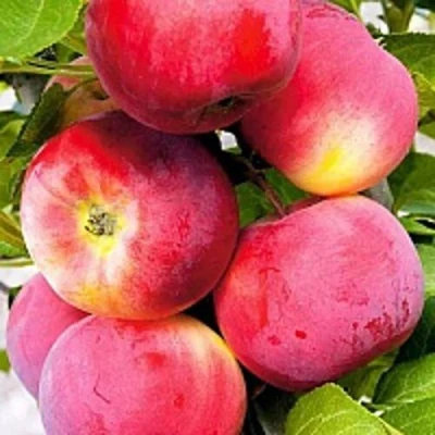 Яблоня СЕРЕБРЯНОЕ КОПЫТЦЕ в Мурманске