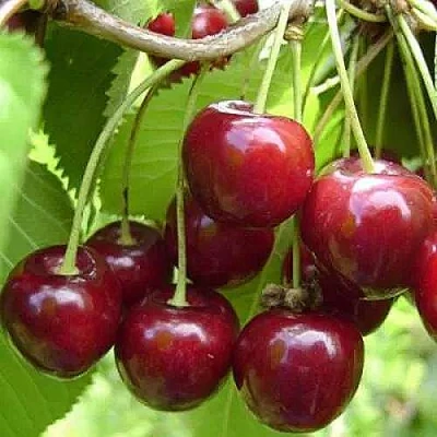 Вишня ХАРИТОНОВСКАЯ в Мурманске