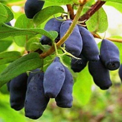 саженцы жимолости Московская