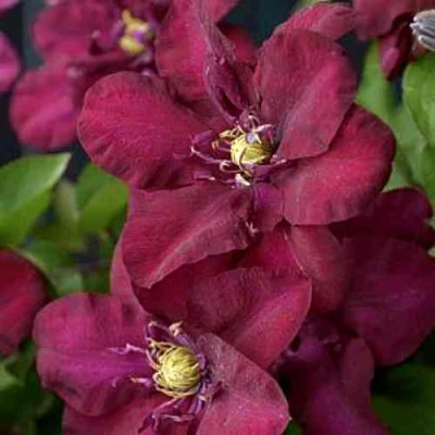 Клематис ЯН III СОБЕСКИ в Мурманске