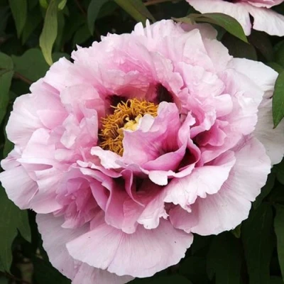 Пион РОЗОВАЯ РЕКА древовидный в Мурманске