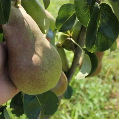 Груша БРЯНСКАЯ КРАСАВИЦА в Мурманске