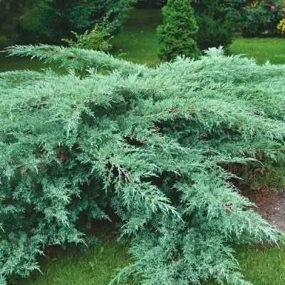 Можжевельник ГРЕЙ ОУЛ виргинский в Мурманске