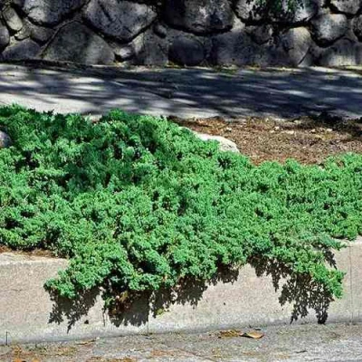 Можжевельник НАНА лежачий в Мурманске