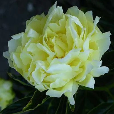 Пион ЗОЛОТАЯ КОЛЕСНИЦА травянистый в Мурманске