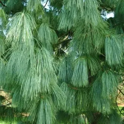 Сосна гриффита в Мурманске