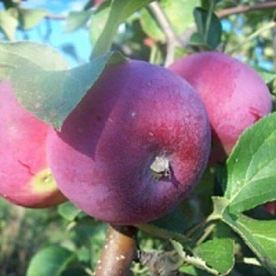 Яблоня СЕРЕБРЯНОЕ КОПЫТЦЕ в Мурманске