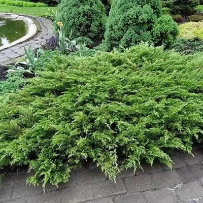 Можжевельник РОКЕРИ ДЖЕМ казацкий в Мурманске