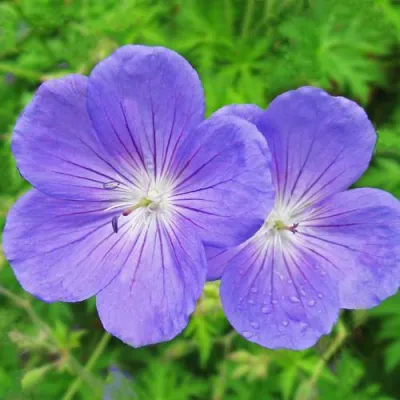 Герань БРУКСАЙД гибридная в Мурманске