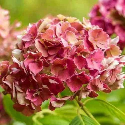 гортензия прециоза