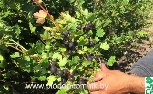 Превью видео