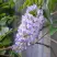 Глициния макростахия БЛЮ МУН в Мурманске