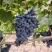 Виноград МУКУЗАНИ в Мурманске