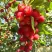 Яблоня КИТАЙКА ДОЛГО декоративная в Мурманске