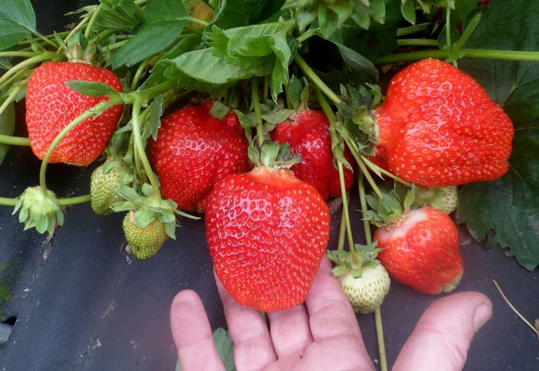 Саженцы клубники Саженцы клубники