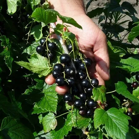 Смородина Селеченская Смородина Селеченская