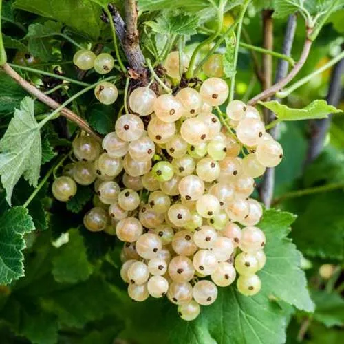 Смородина белая БЕЛАЯ ПОТАПЕНКО  Смородина белая БЕЛАЯ ПОТАПЕНКО в Мурманске