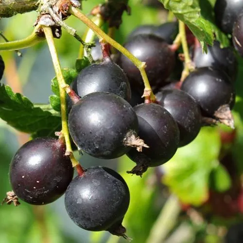 Йошта ДЖОСТАБЕРРИ в Мурманске